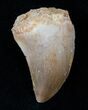 Mosasaur (Halisaurus Arambourgi) Tooth #17018-1